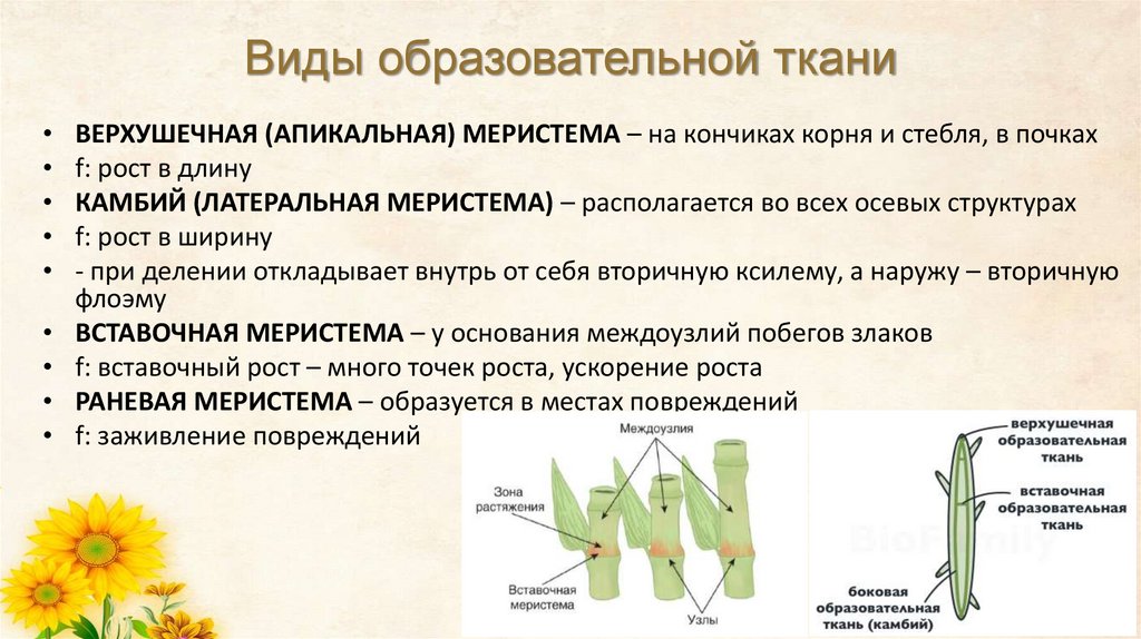 Виды образовательной ткани