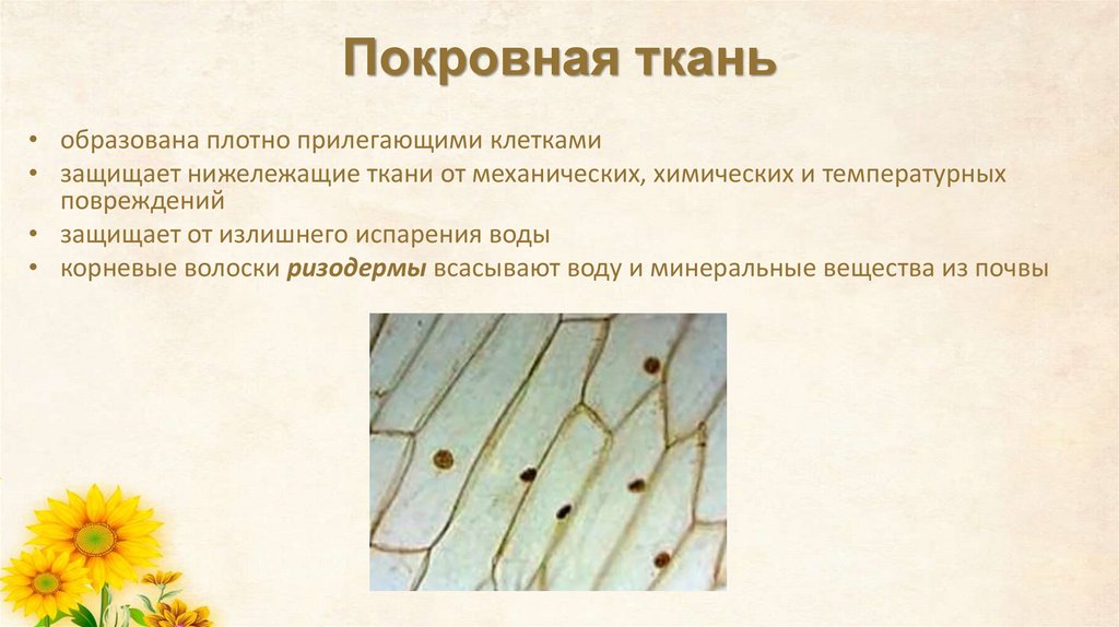 Покровная ткань