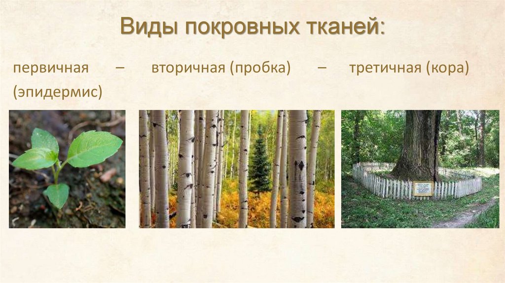 Виды покровных тканей: