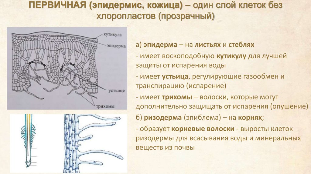 ПЕРВИЧНАЯ (эпидермис, кожица) – один слой клеток без хлоропластов (прозрачный)