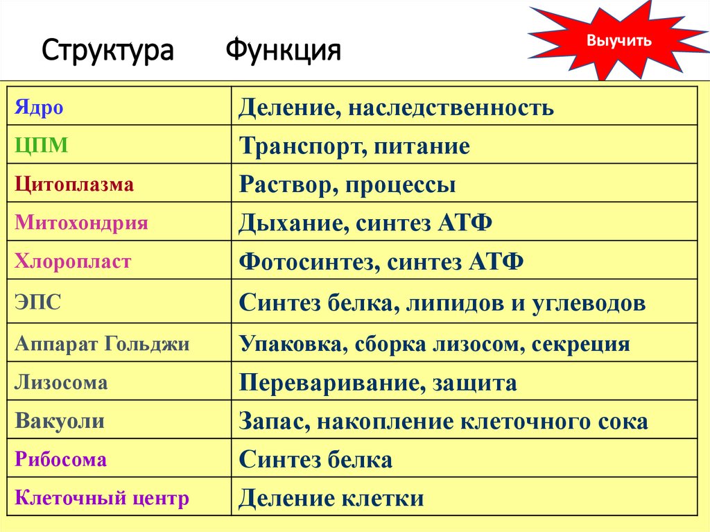 Структура Функция