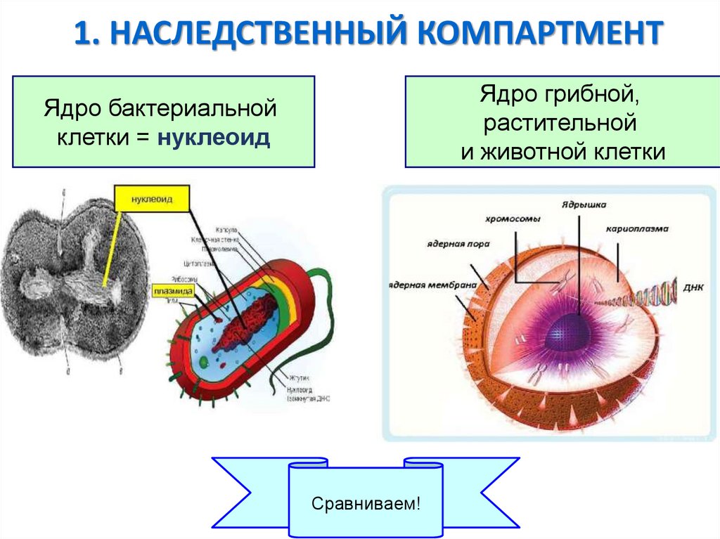 1. НАСЛЕДСТВЕННЫЙ КОМПАРТМЕНТ