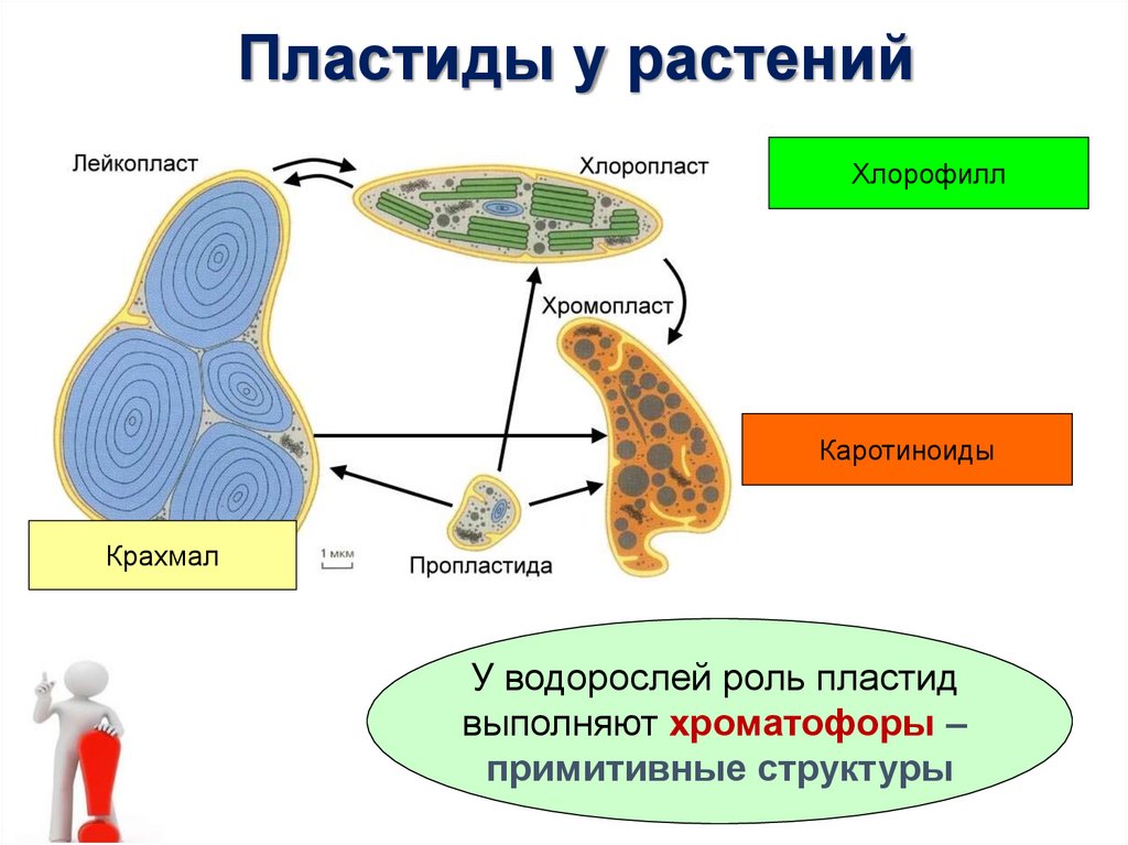Пластиды у растений