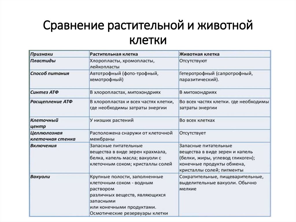 Сравнение растительной и животной клетки