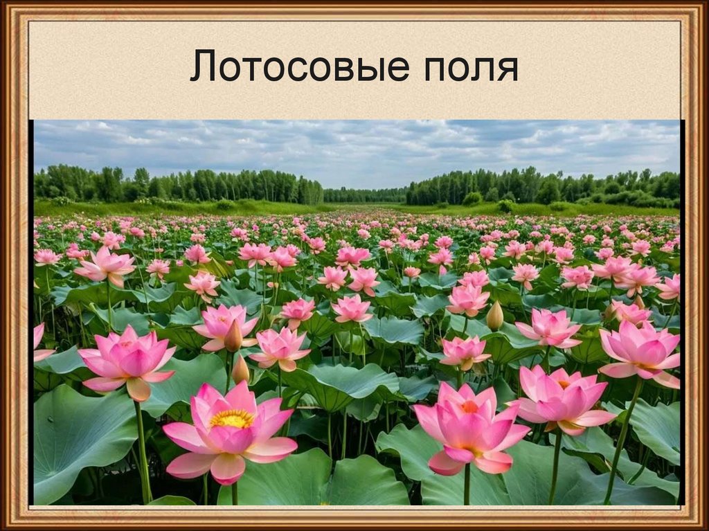 Лотосовые поля