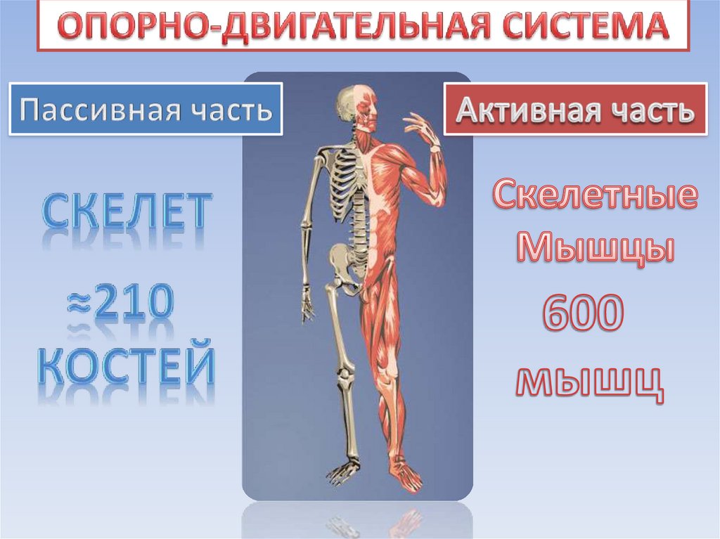 ОПОРНО-ДВИГАТЕЛЬНАЯ СИСТЕМА