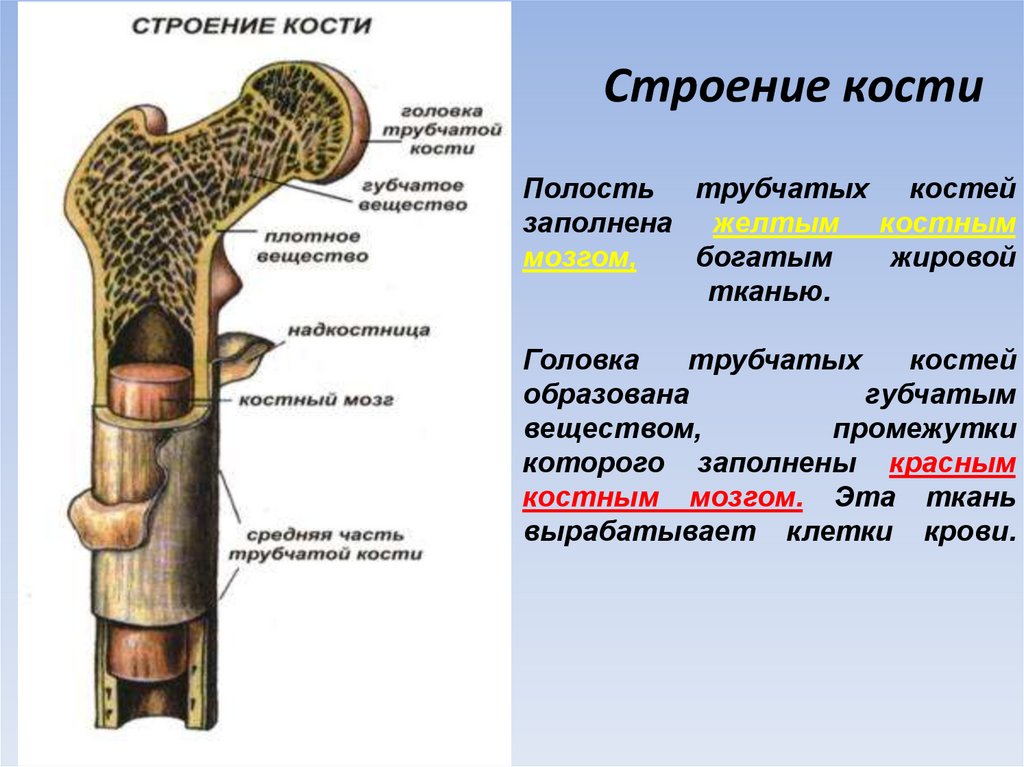 Строение кости