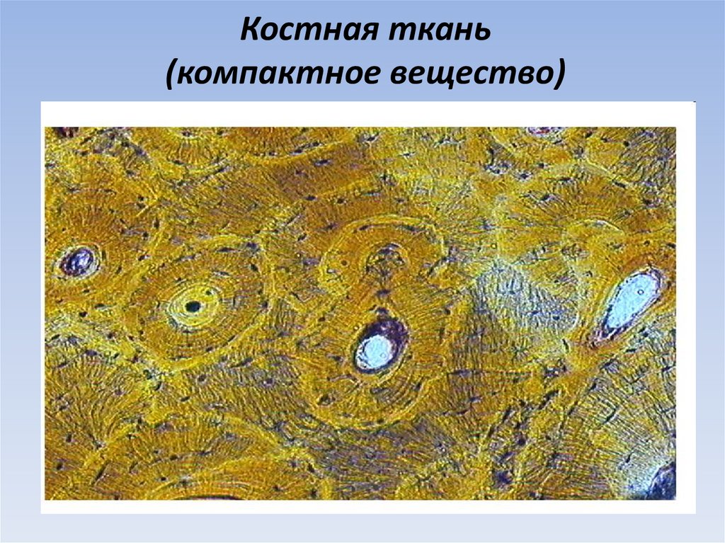 Костная ткань (компактное вещество)