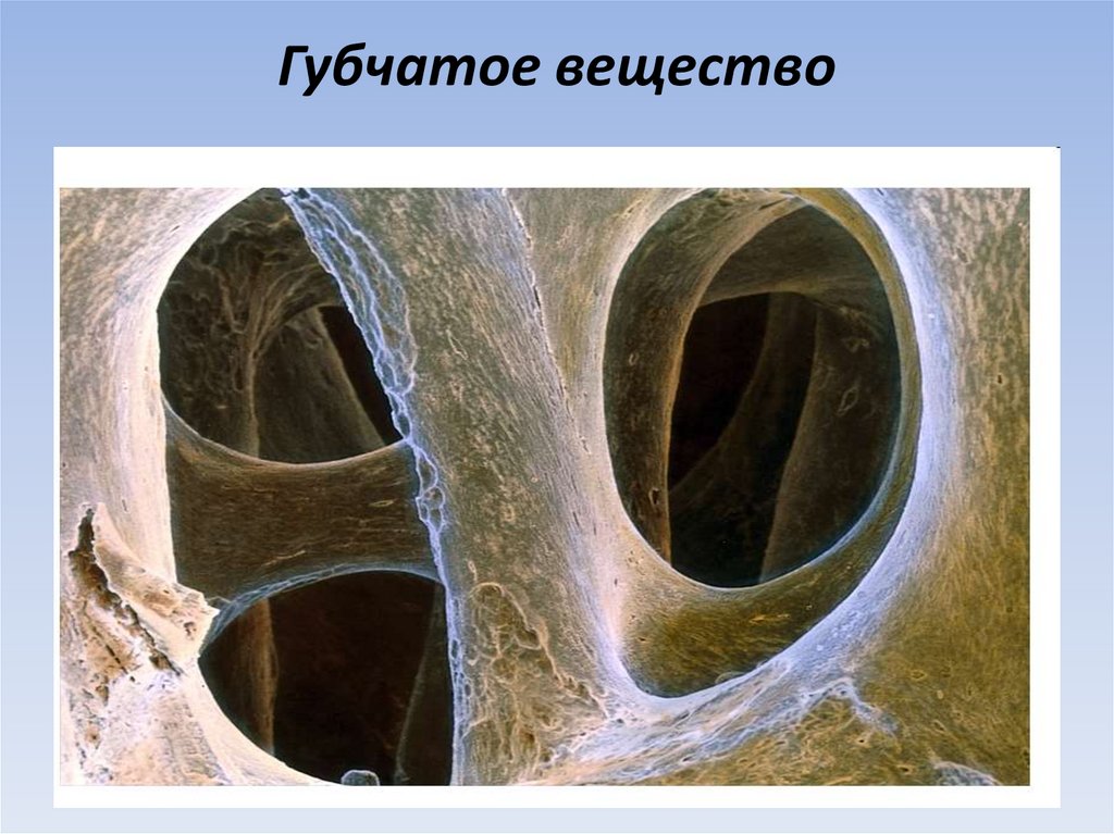 Губчатое вещество