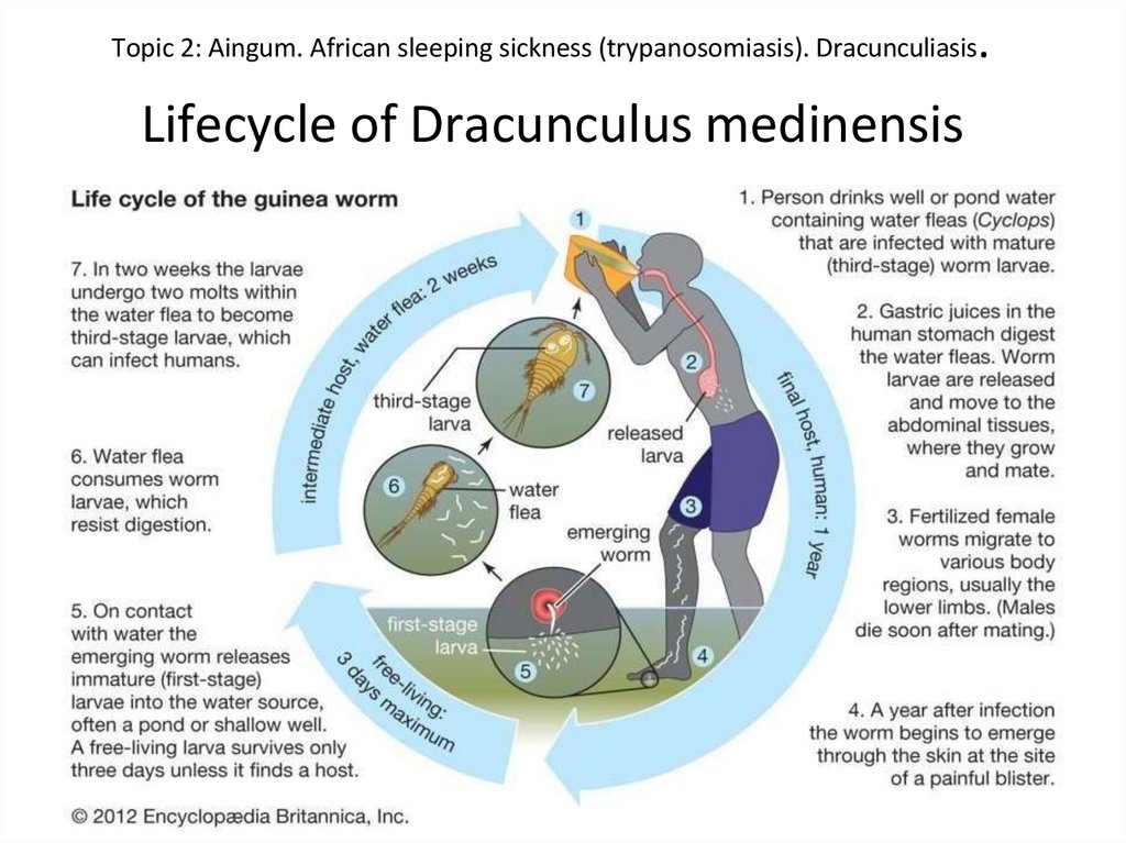 Topic 2: Aingum. African sleeping sickness (trypanosomiasis). Dracunculiasis.