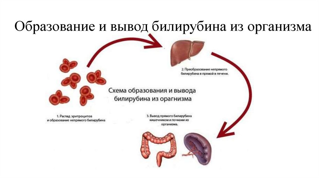 Образование и вывод билирубина из организма