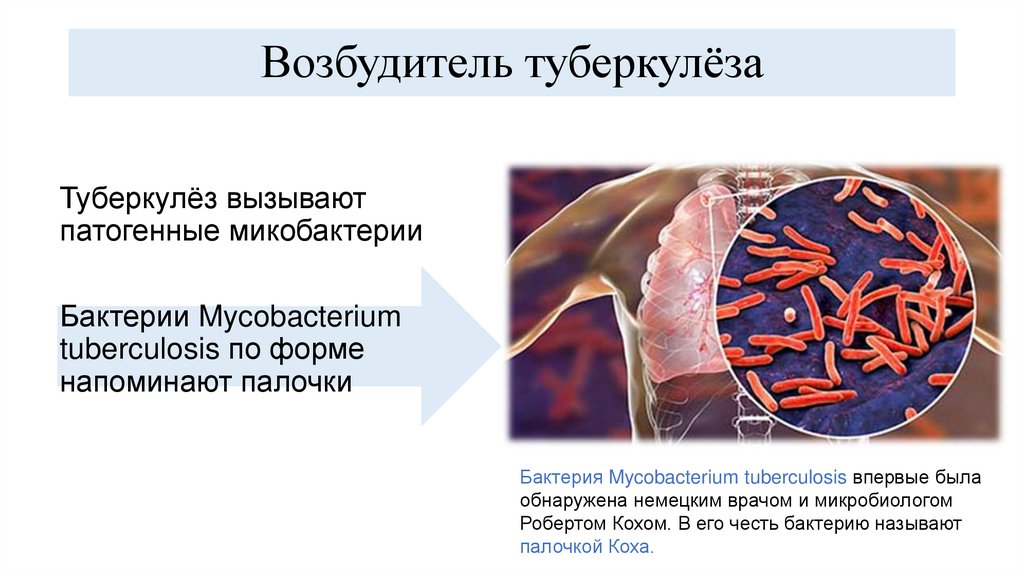 Возбудитель туберкулёза