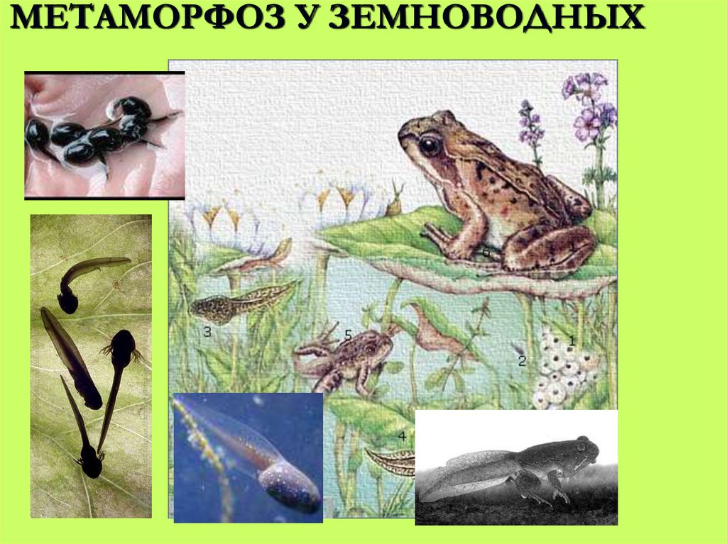 МЕТАМОРФОЗ У ЗЕМНОВОДНЫХ