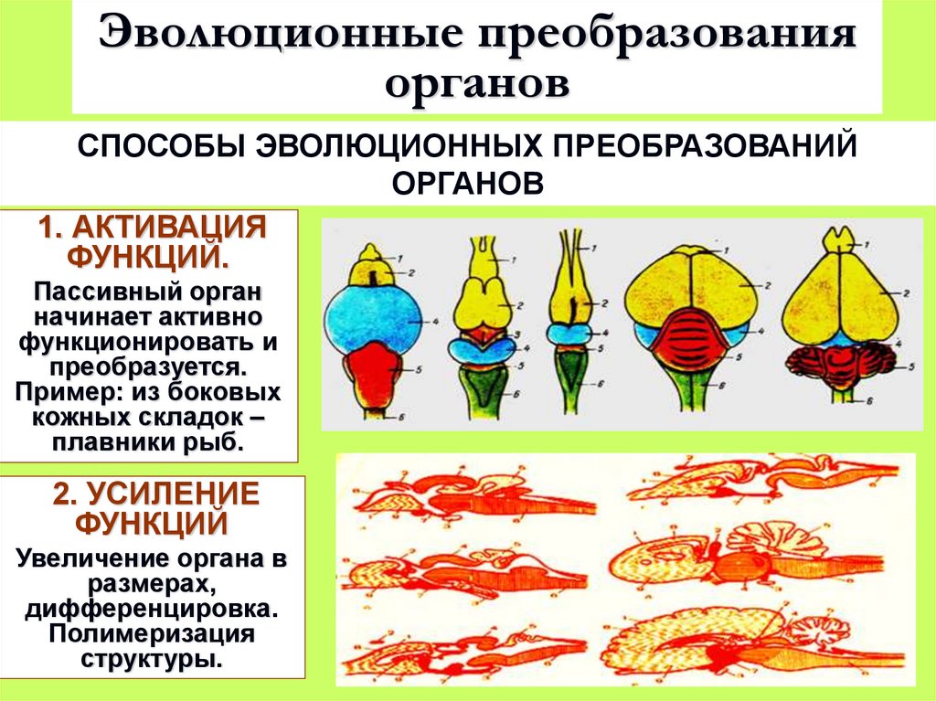 Эволюционные преобразования органов