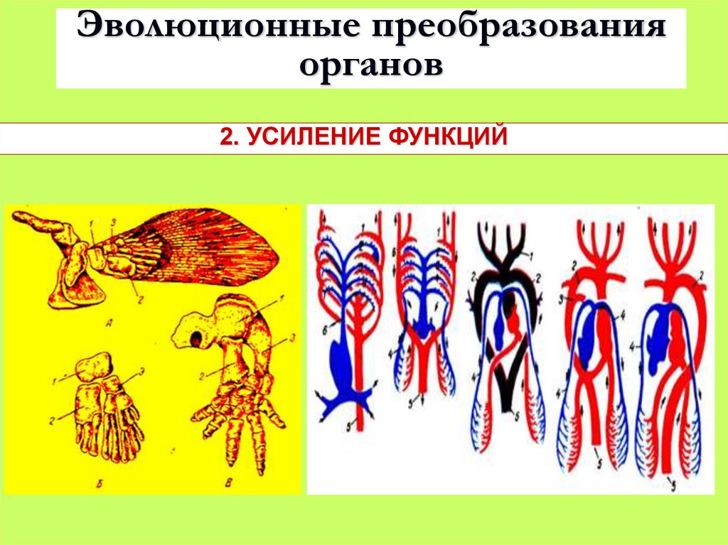 Эволюционные преобразования органов