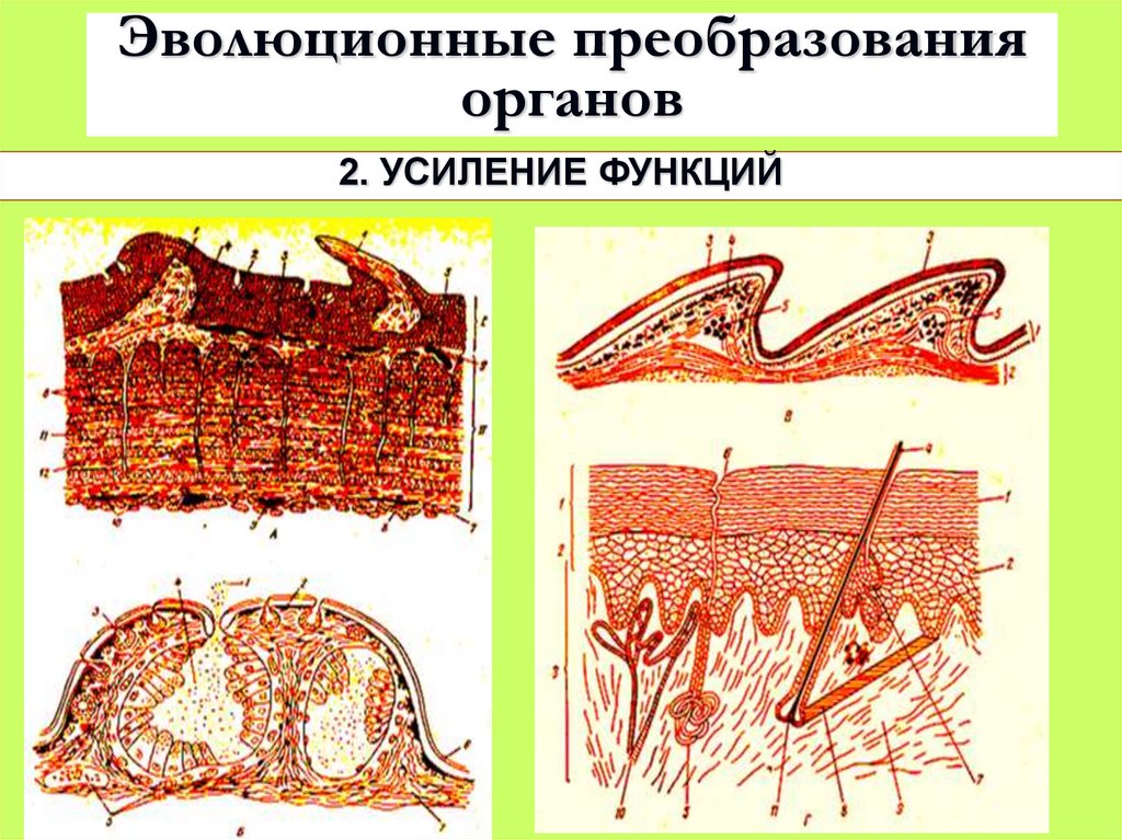 Эволюционные преобразования органов
