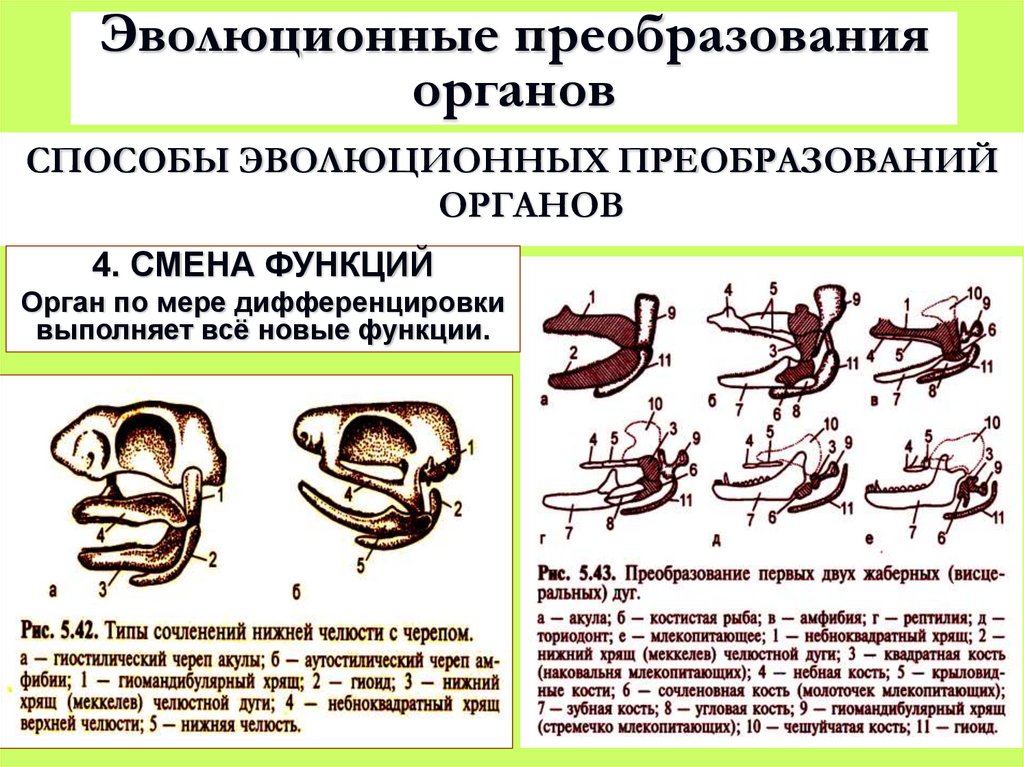 Эволюционные преобразования органов