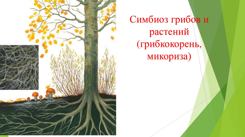 Симбиоз грибов и растений (грибкокорень, микориза)