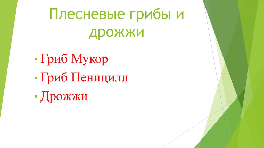 Плесневые грибы и дрожжи