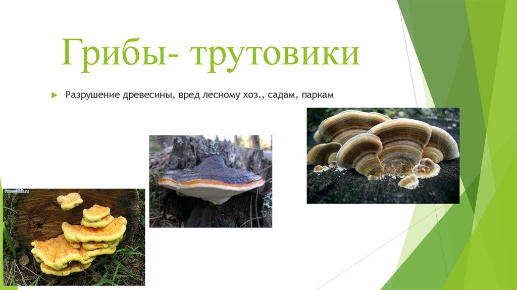 Грибы- трутовики