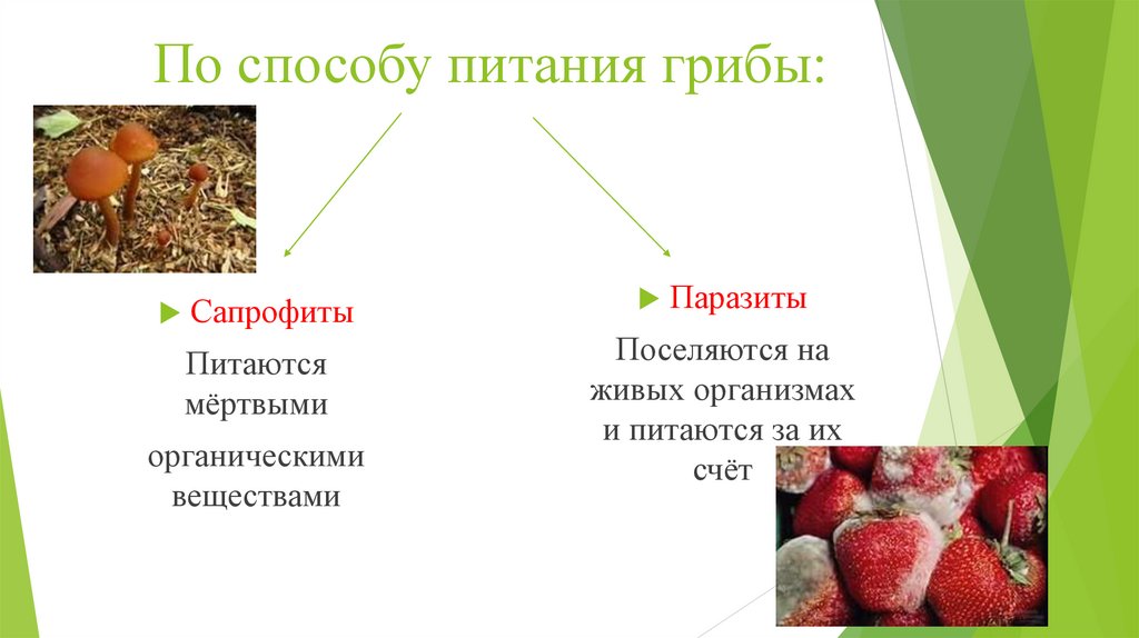По способу питания грибы: