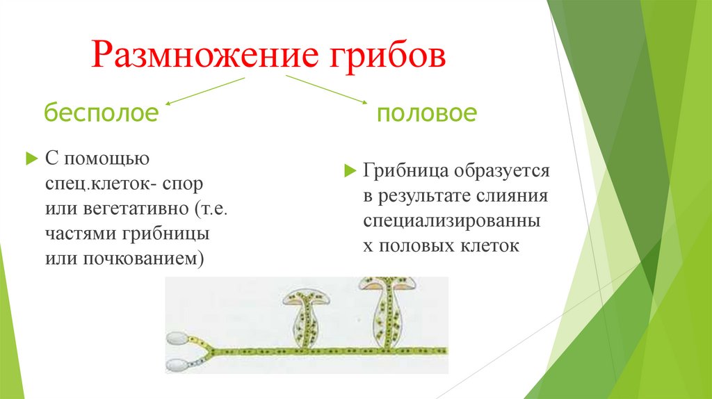 Размножение грибов