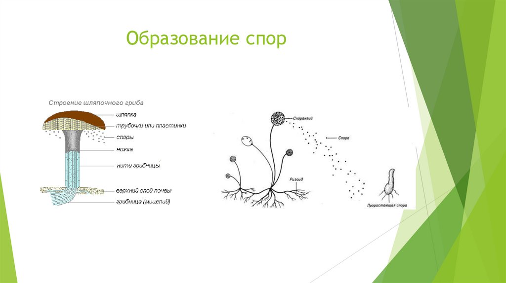 Образование спор