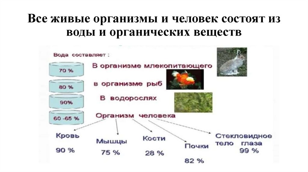 Все живые организмы и человек состоят из воды и органических веществ
