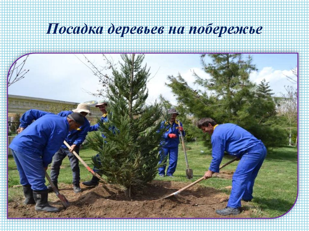 Посадка деревьев на побережье