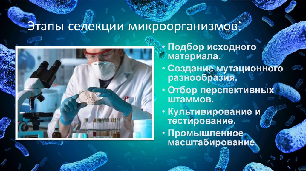 Этапы селекции микроорганизмов: