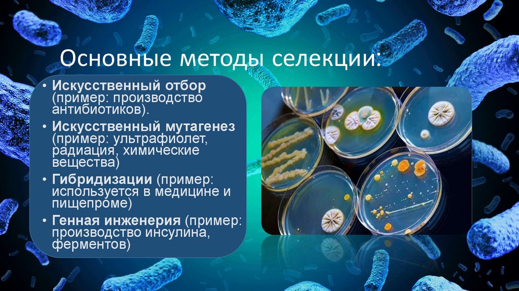Основные методы селекции: