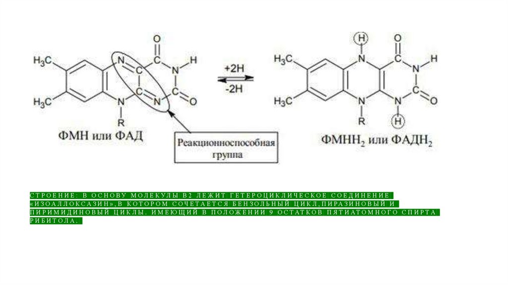 Строение: В основу молекулы В2 лежит гетероциклическое соединение «изоаллоксазин»,в котором сочетается бензольный