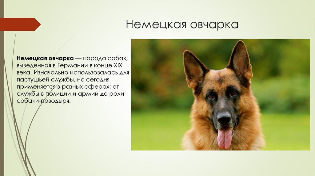 Немецкая овчарка