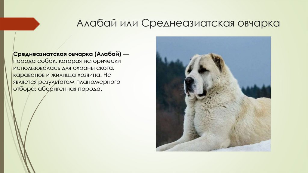 Алабай или Среднеазиатская овчарка