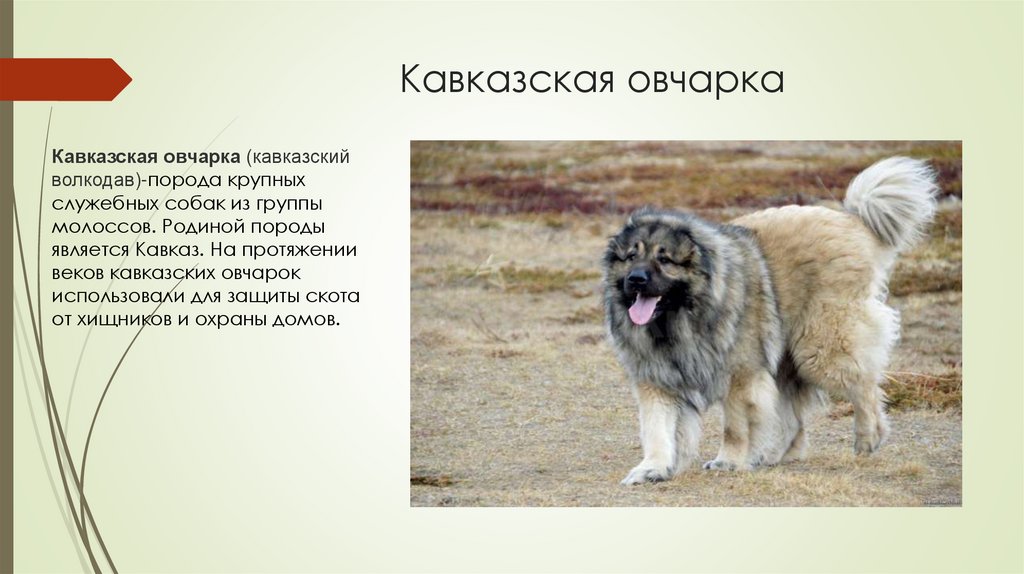 Кавказская овчарка