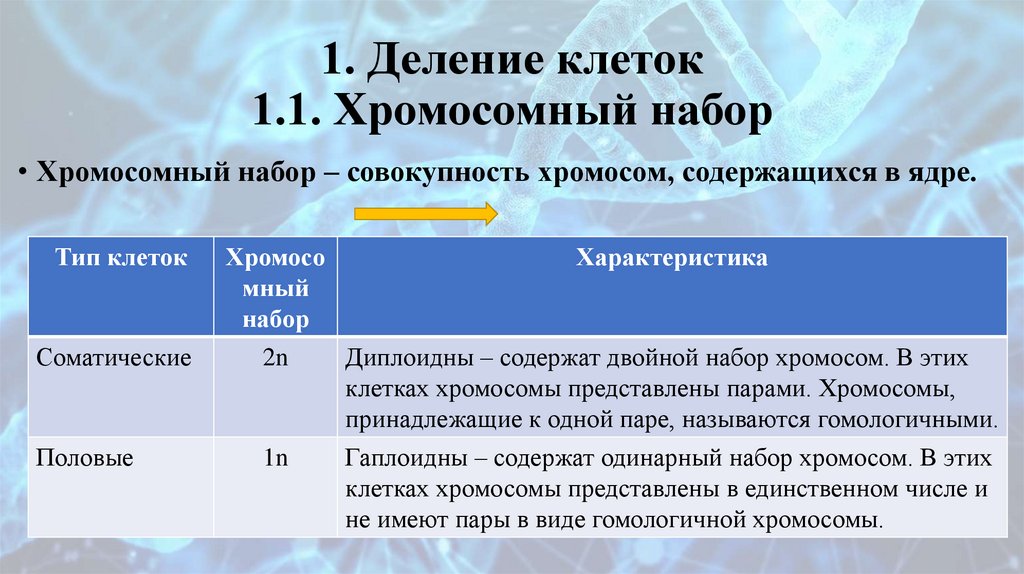 1. Деление клеток 1.1. Хромосомный набор