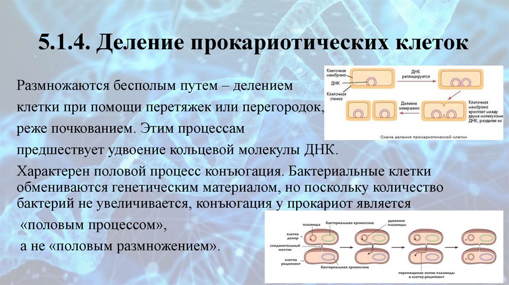 5.1.4. Деление прокариотических клеток