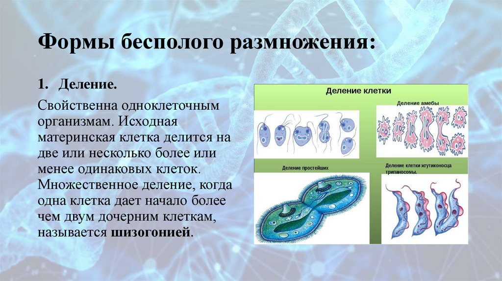 Формы бесполого размножения: