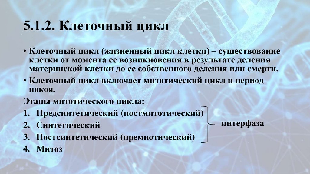 5.1.2. Клеточный цикл
