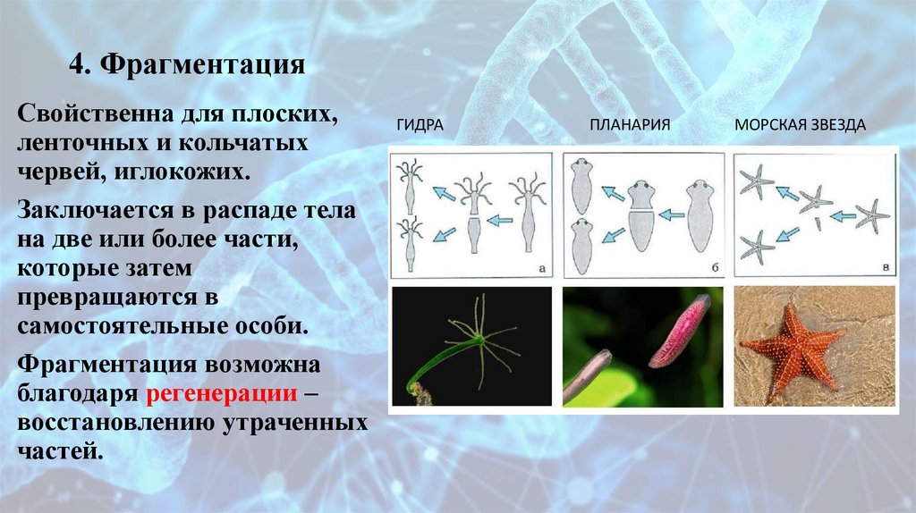 4. Фрагментация