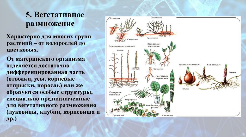 5. Вегетативное размножение