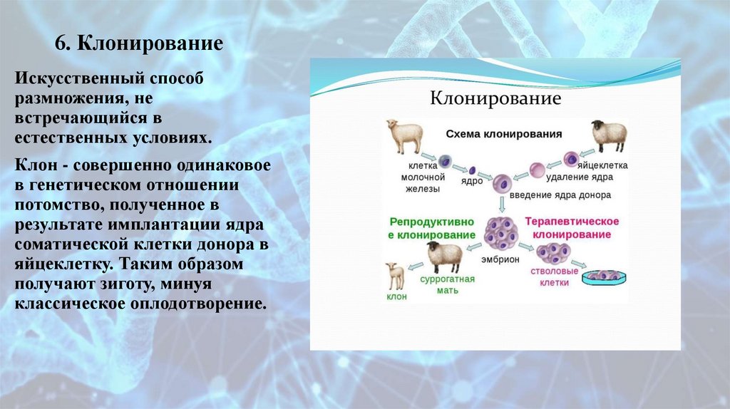 6. Клонирование