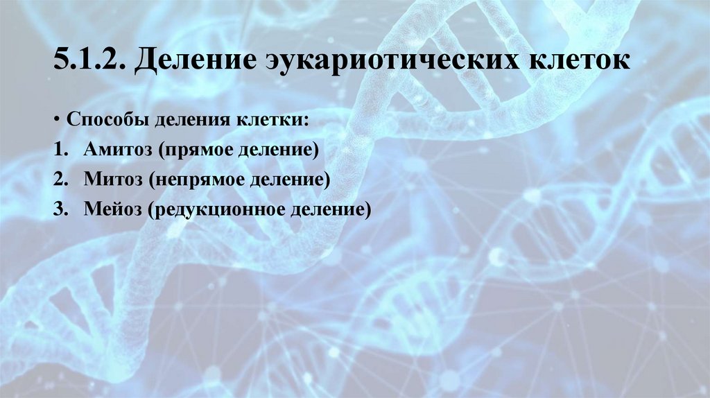 5.1.2. Деление эукариотических клеток