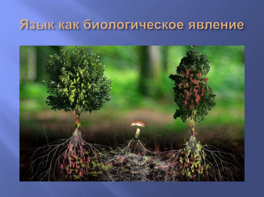 Язык как биологическое явление