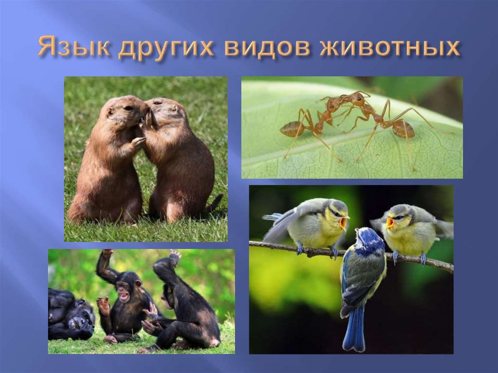 Язык других видов животных