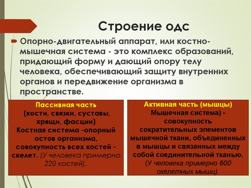 Строение одс