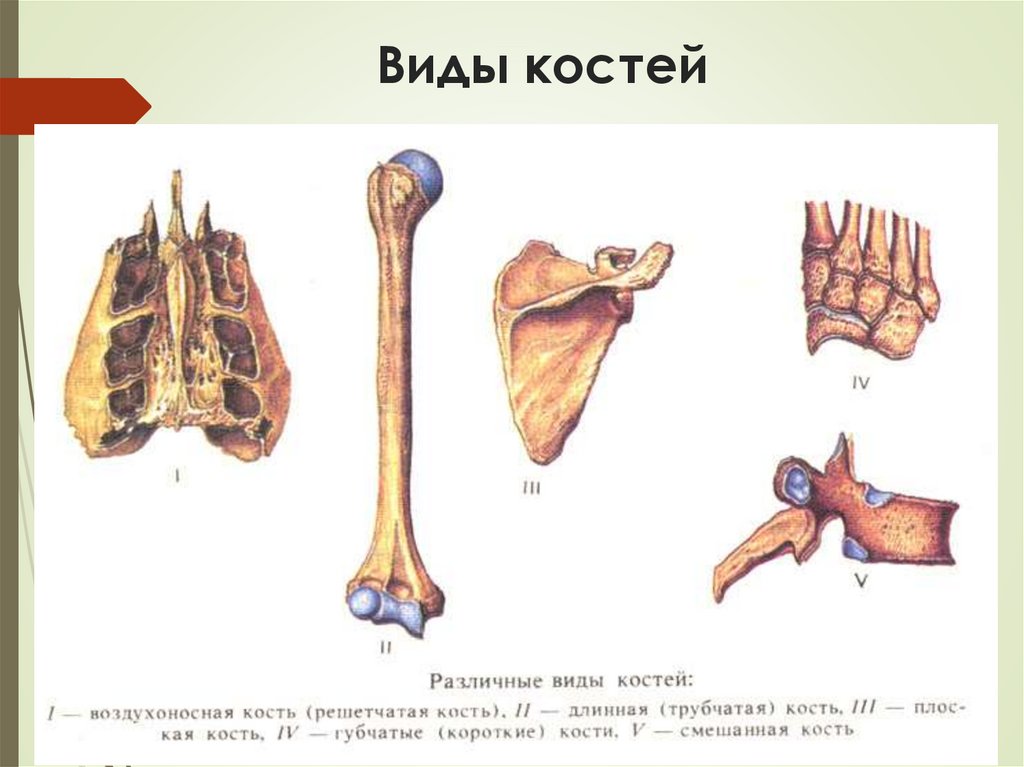Виды костей