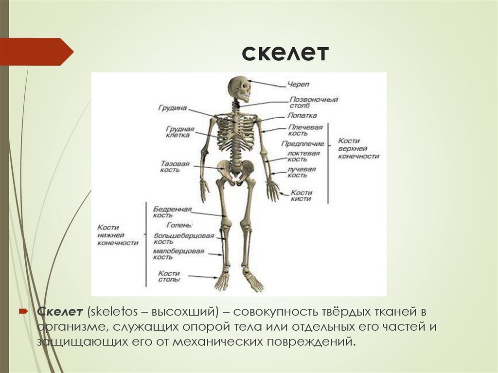 скелет