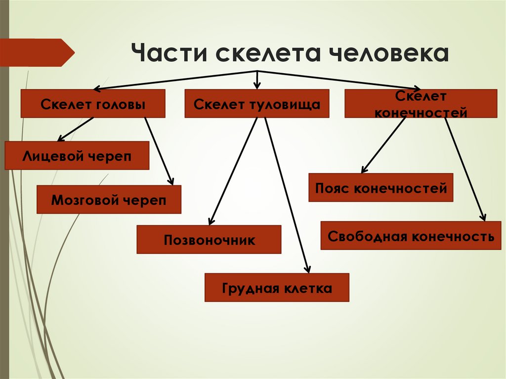 Части скелета человека