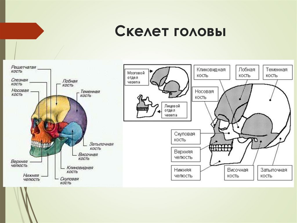 Скелет головы